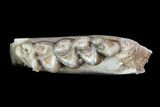 Oligocene Ruminant (Leptomeryx) Jaw Section #70090-1